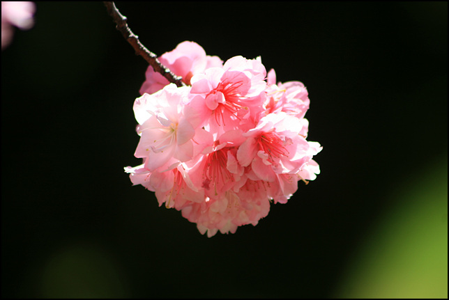 二月花