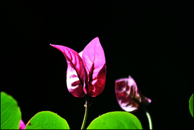 二月花