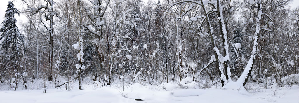 [原创]雪乡森林