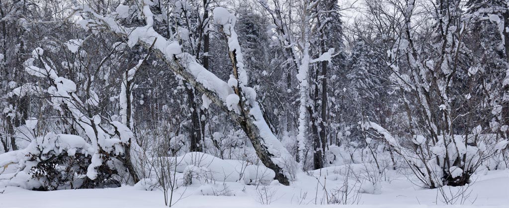 [原创]雪乡森林