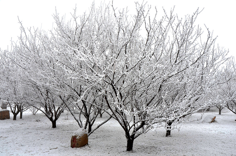 满树雪花