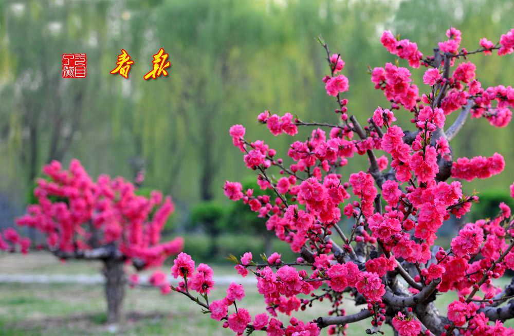 百花报春