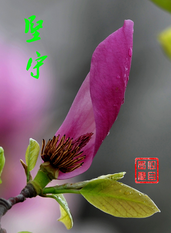百花报春