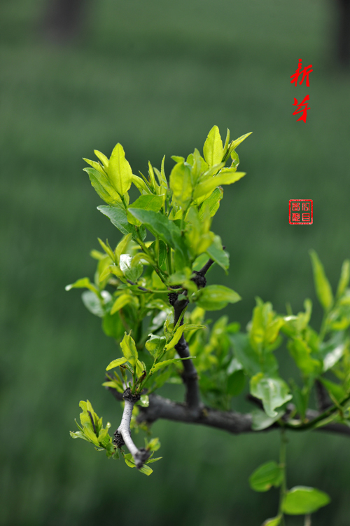 百花报春