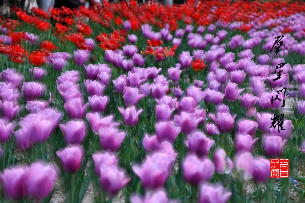 百花报春