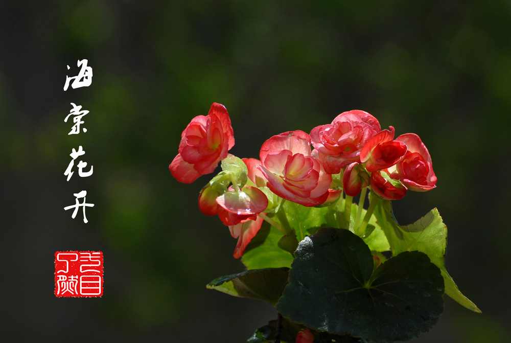 百花报春