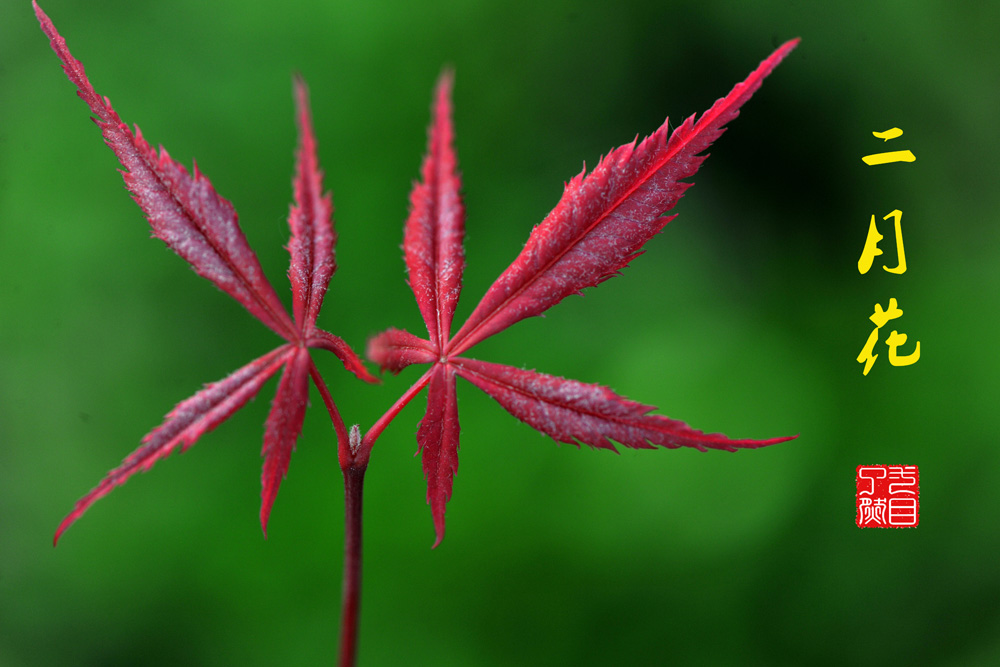 百花报春