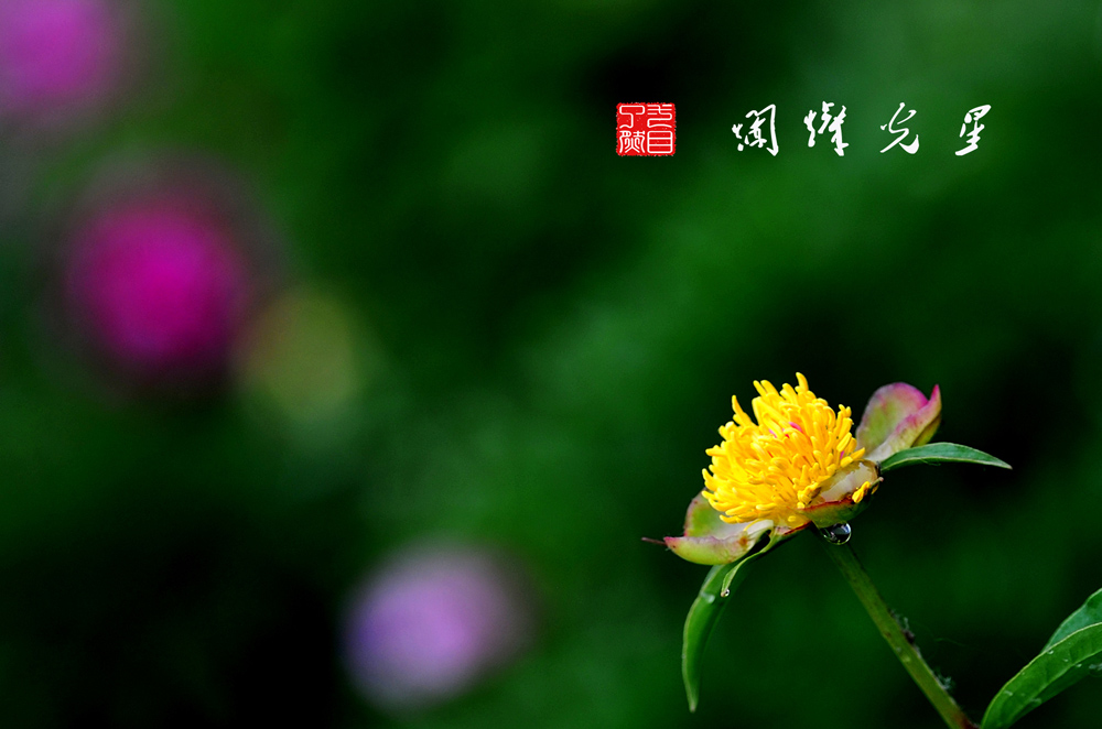 百花报春