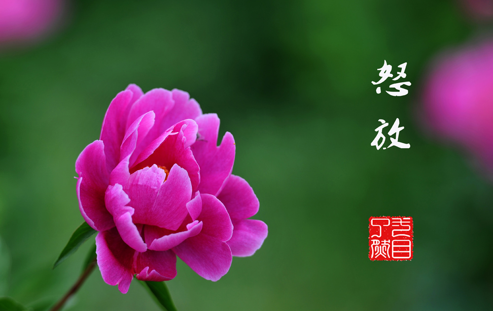 百花报春