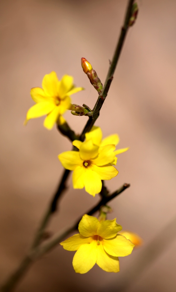 迎春花