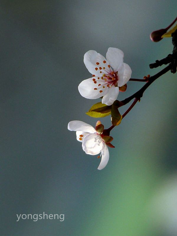 [原创]含苞待放的樱花