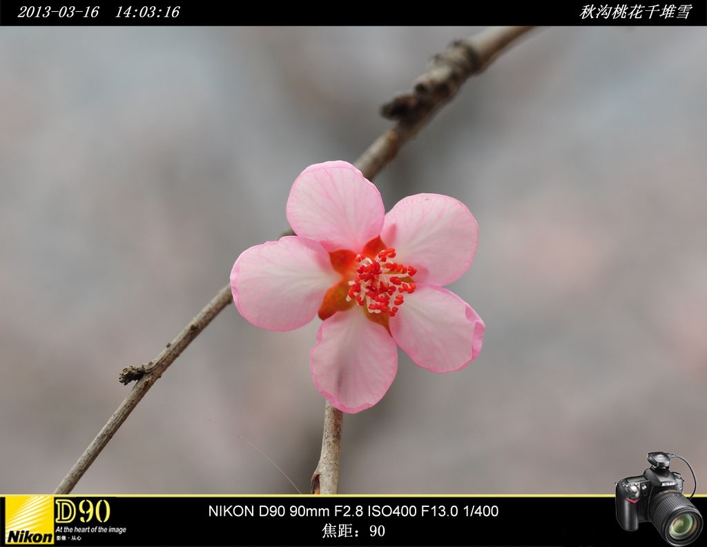 秋沟桃花千堆雪