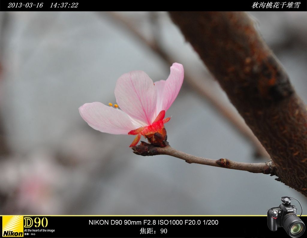 秋沟桃花千堆雪