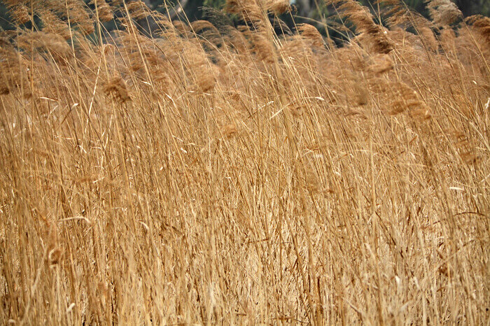 春去春会来