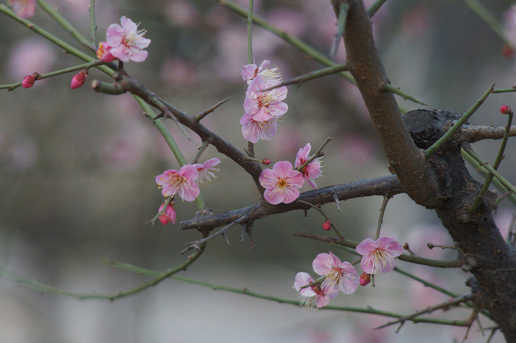 春天的花蕾