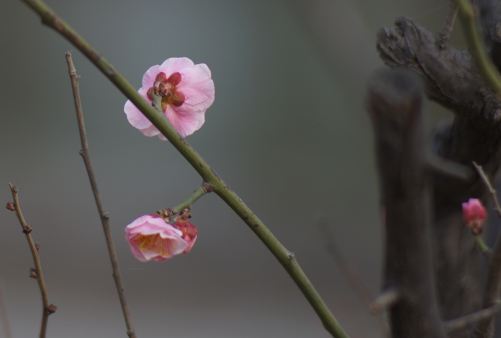 春天的花蕾