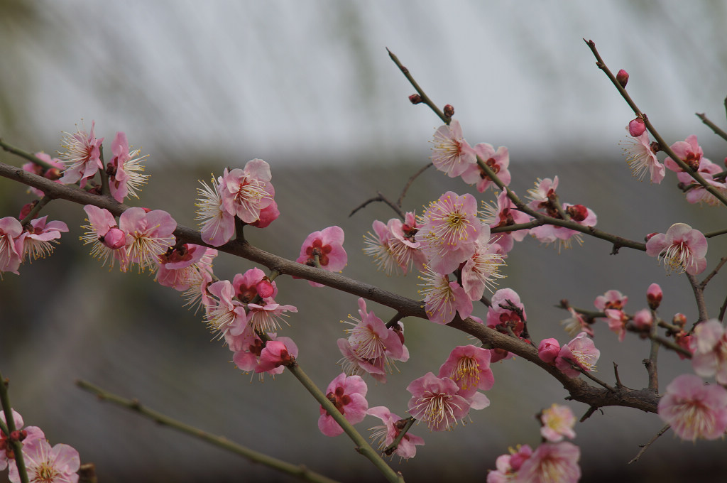 春天的花蕾