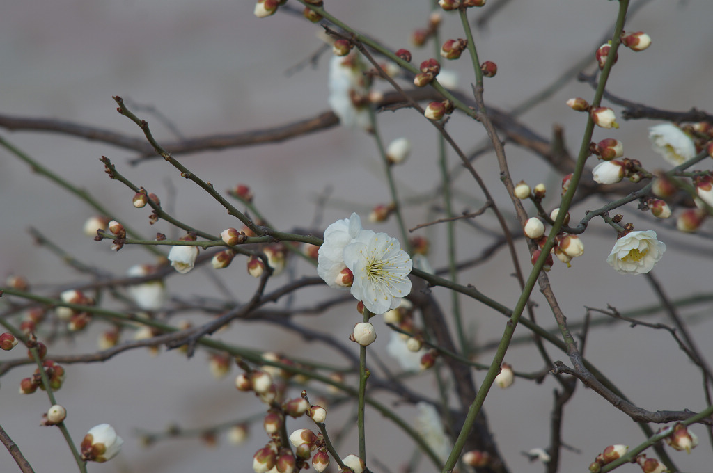 春天的花蕾