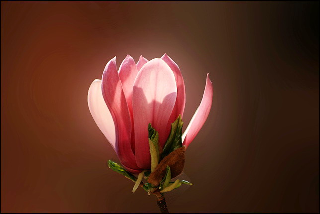 玉兰花