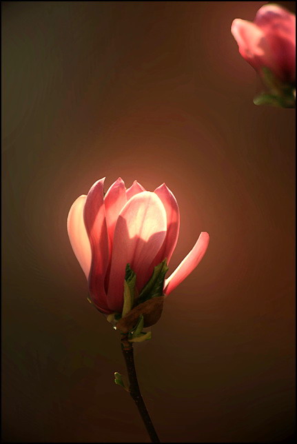 玉兰花