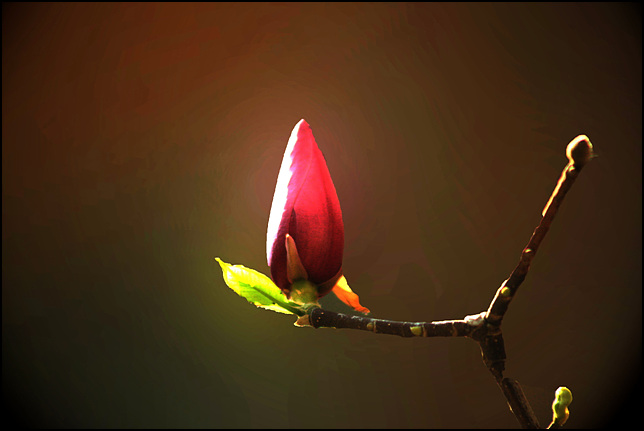 玉兰花