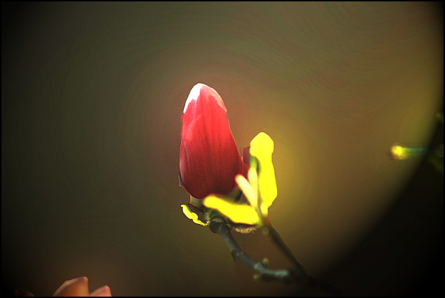 玉兰花