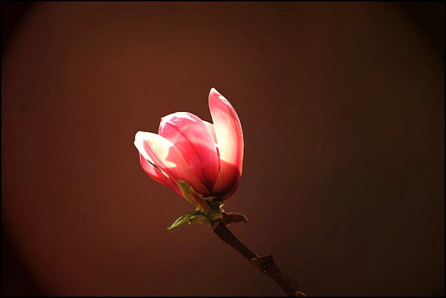 玉兰花