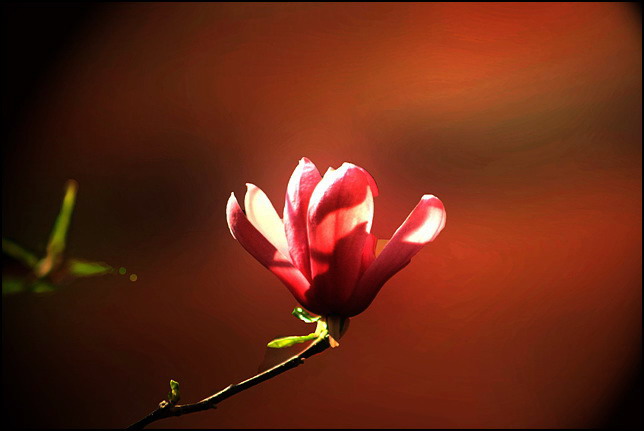 玉兰花