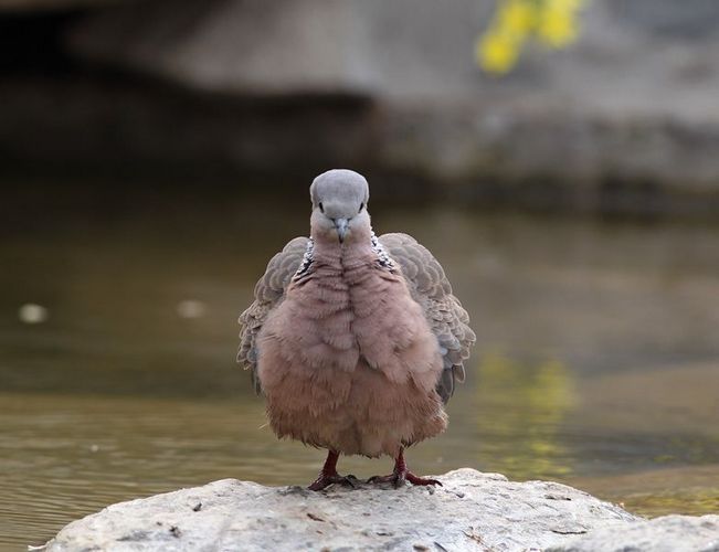 大菜鸟