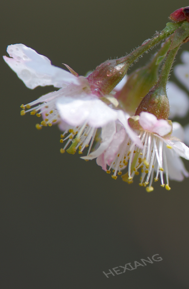 三月花开
