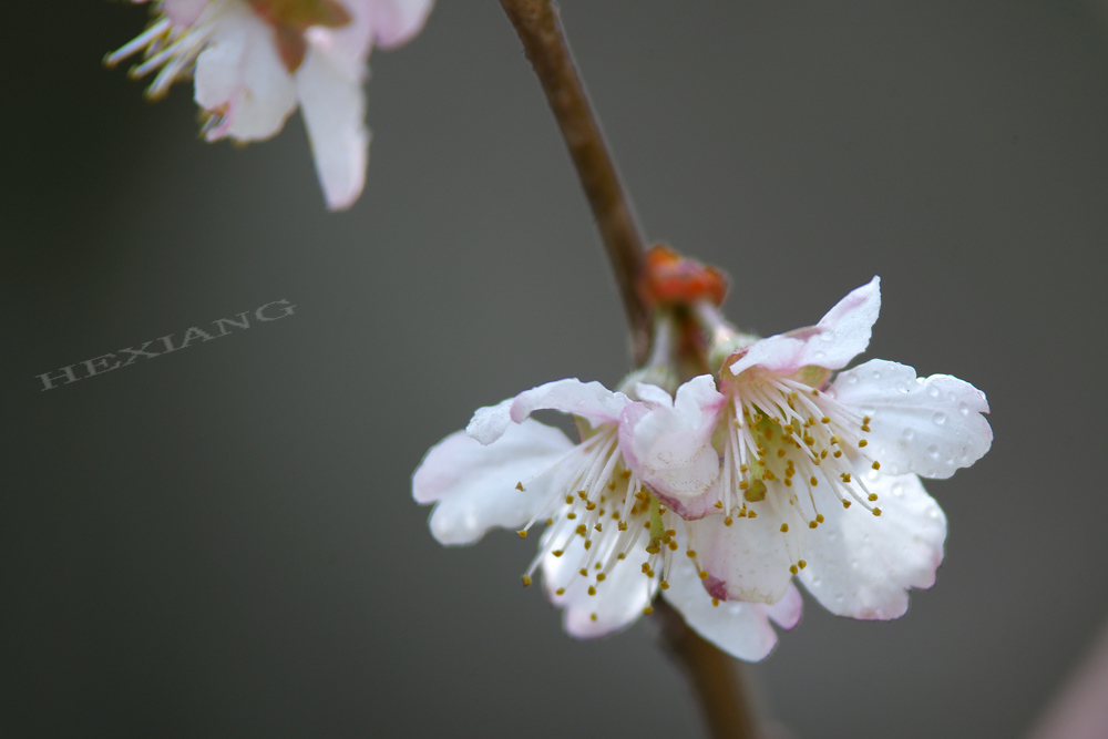 三月花开