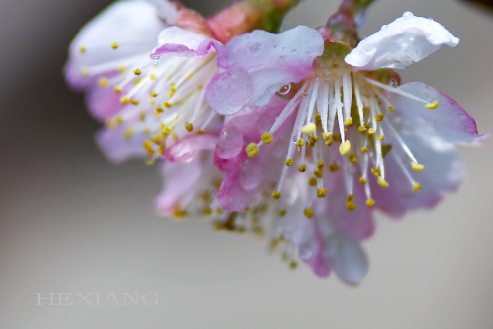 三月花开