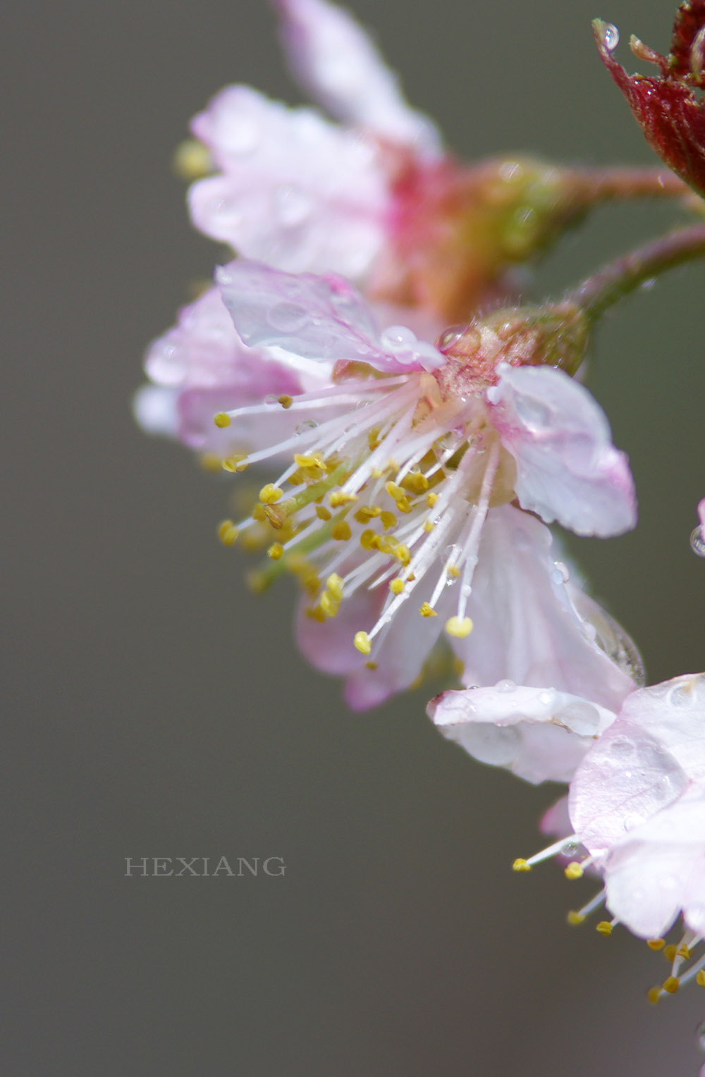三月花开