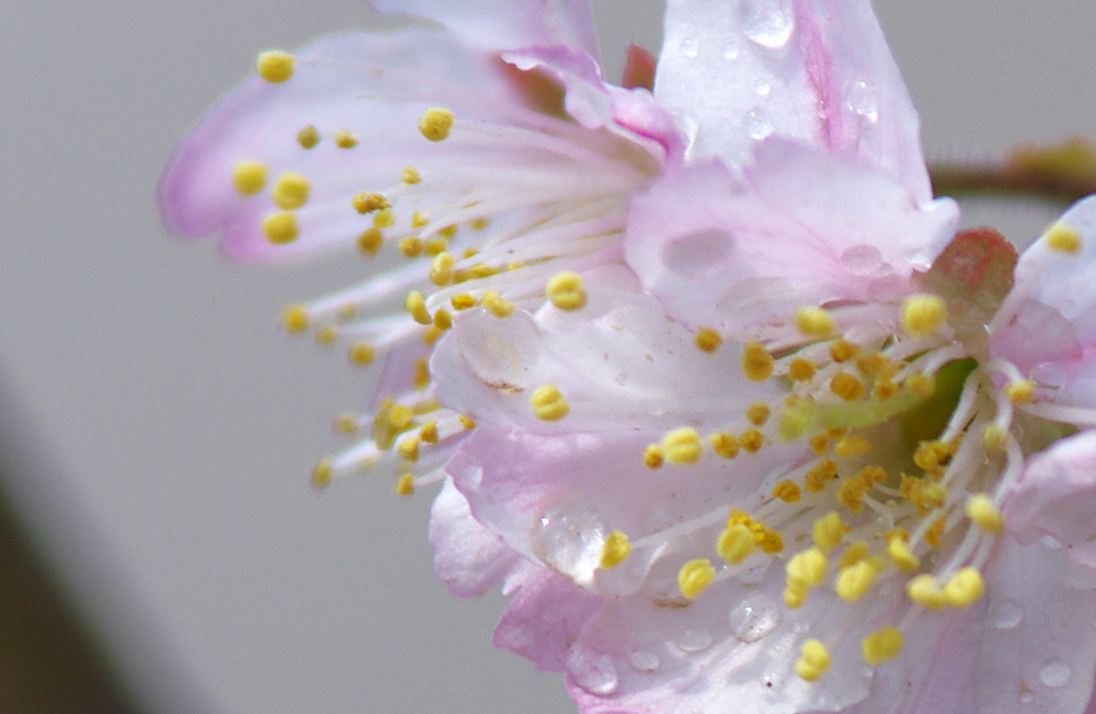 三月花开