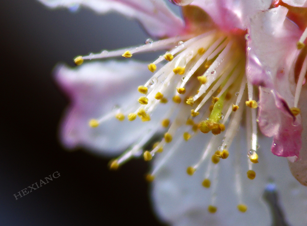 三月花开