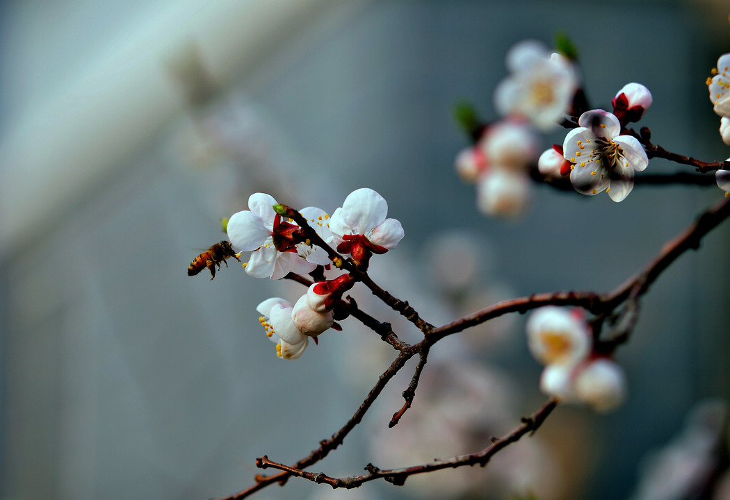几度春风花又开