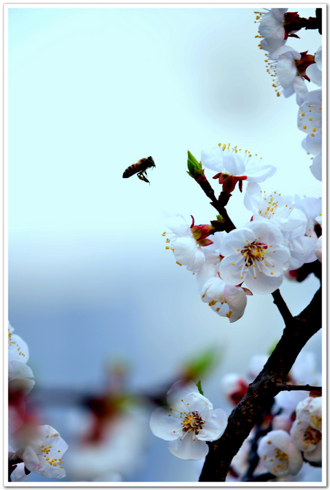 几度春风花又开