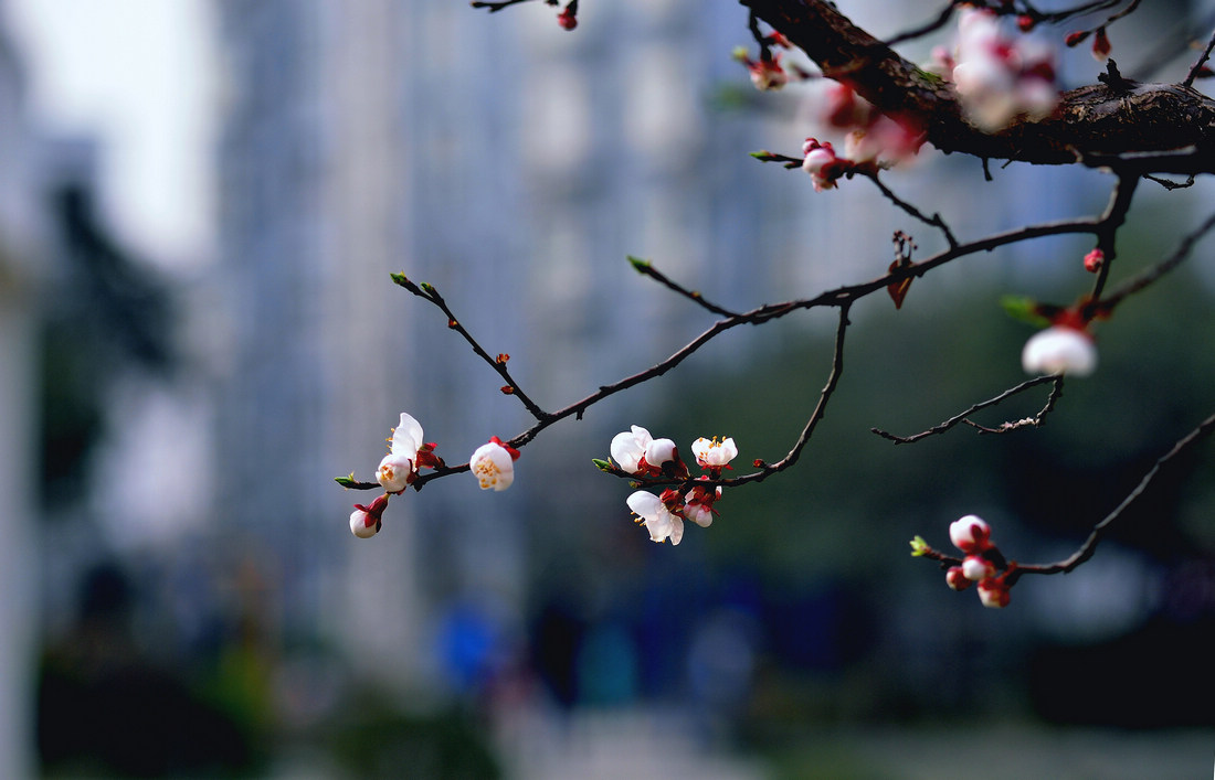 几度春风花又开