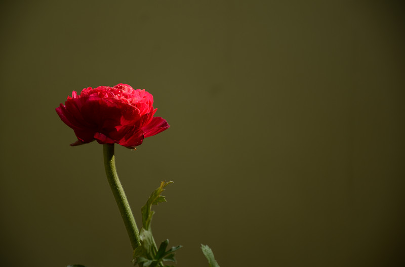 早春的花儿