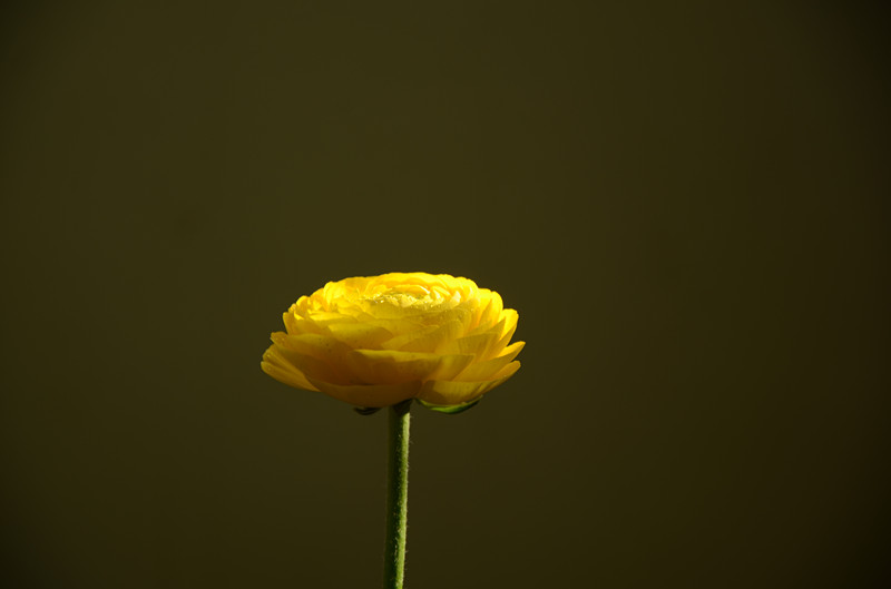 早春的花儿