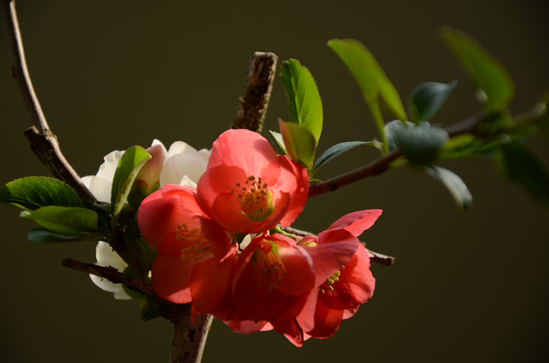 早春的花儿