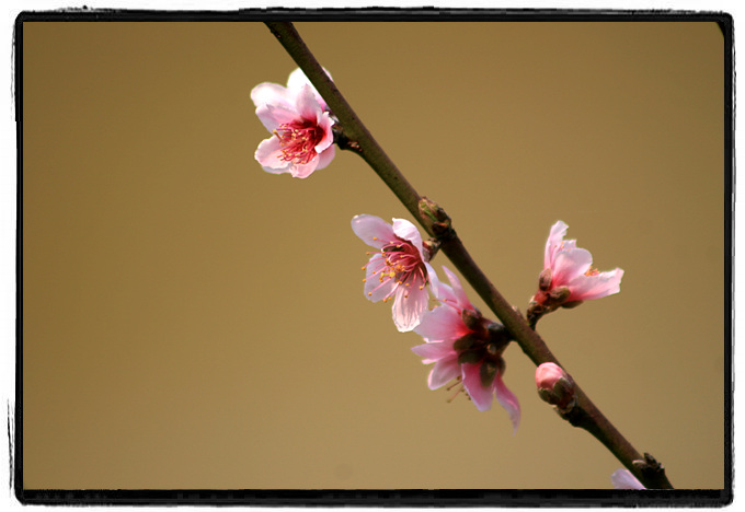 桃花