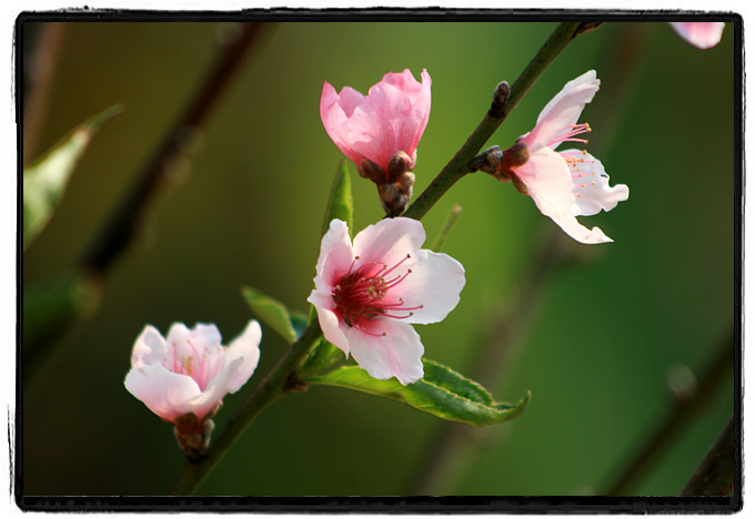桃花
