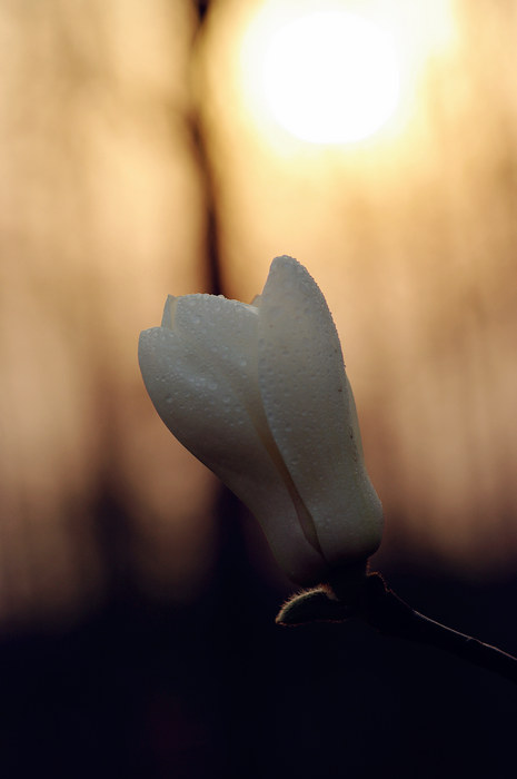 闲来拈花