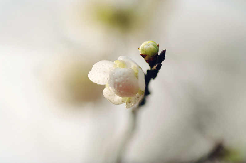 闲来拈花