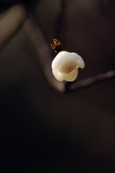 闲来拈花
