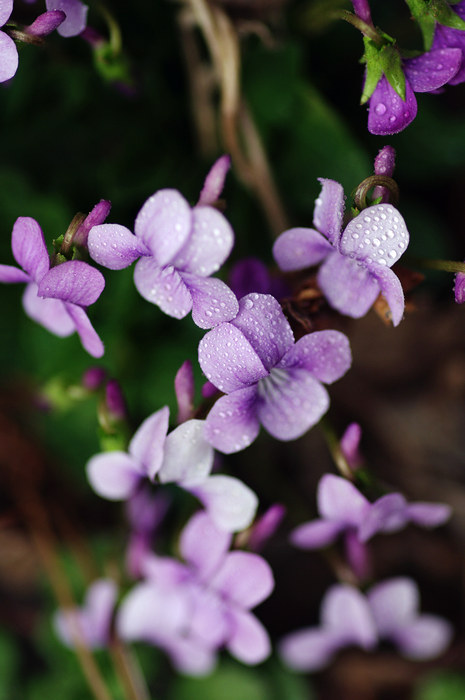 闲来拈花