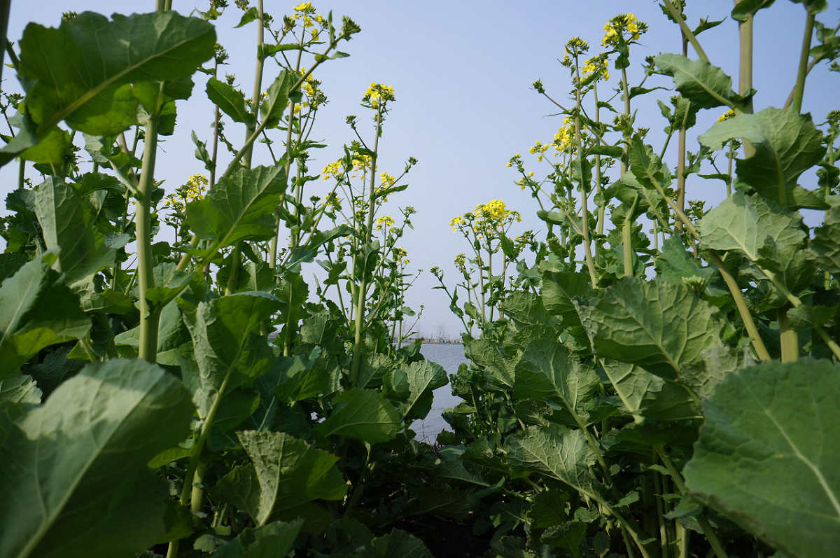 油菜花即将怒放