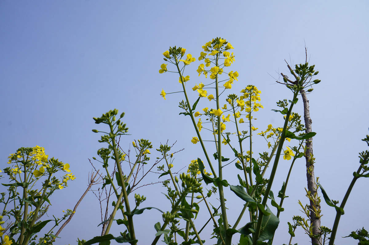 油菜花即将怒放