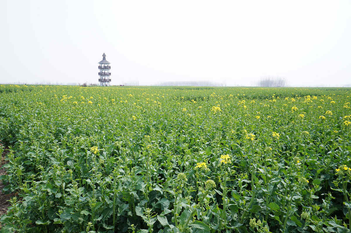 油菜花即将怒放